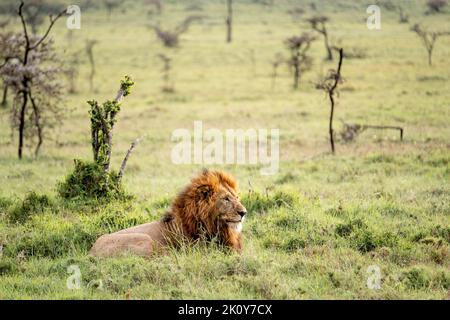 Kenya, Naibosho, 2022-02-12.  A lion in the savanna. Photograph by Alexander BEE / Hans Lucas. Stock Photo
