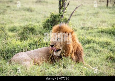 Kenya, Naibosho, 2022-02-12.  A lion in the savanna. Photograph by Alexander BEE / Hans Lucas. Stock Photo