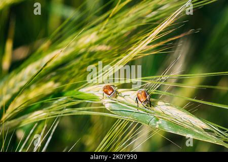 Insects Pest Of Agricultural Crops Grain Beetles On Wheat Ear On Background Of Wheat Field. Bread Beetle, Or Kuzka Anisoplia Austriaca Is Beetle Of Stock Photo