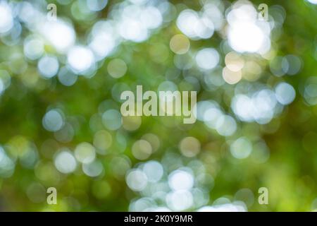 Abstract green nature bokeh background. blurred bokeh from natural leaves. Stock Photo
