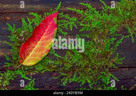 Autumn Leaf on a wooden background, autumn background Stock Photo