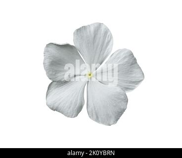 White periwinkle flower isolated on white background include clipping path. Stock Photo