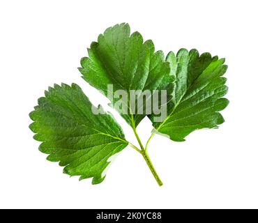 Strawberry leaves isolated on white background, Include clipping path. Green strawberry leaf. Stock Photo