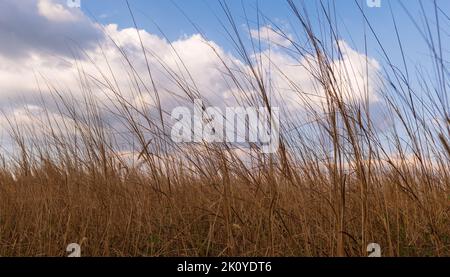 Beautiful golden dried meadow grass and blue sky. Abstract nature background. Stock Photo