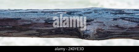 Horizontal line dark brown narrow plank log hard wood bark surface texture stem background sea board Stock Photo