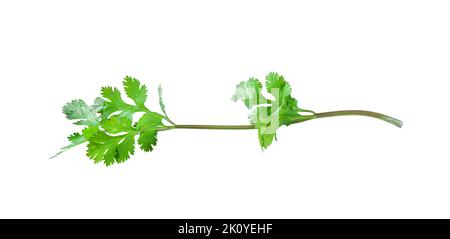green leaf coriander, celery isolated on white background included clipping path. Top view Stock Photo