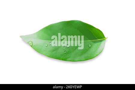 Green leaves with drops isolated on a white background included clipping path. Stock Photo