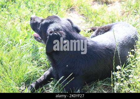 Labrador Retriever. Black dog. Animal photo. Mammal. Relaxing Pet. Daylight. Close-up. Macro Photography. Nature environment. Green Grass. Stock Photo