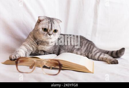 Cute cat plays with glasses and open books close up Stock Photo