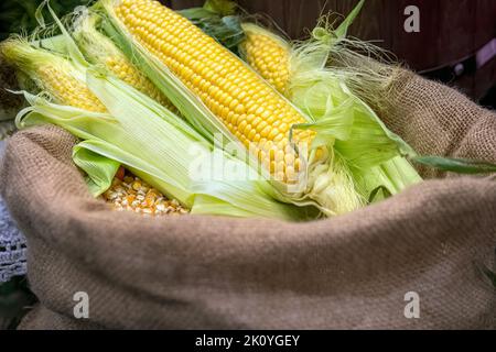 Fresh corn on the cob lies on bag of ripe corn kernels. Harvesting corn. Stock Photo
