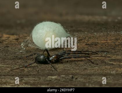Cave Spider (Meta menardi) with egg sac on lid of wooden compost bin, Dumfries, SW Scotland Stock Photo