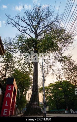 April 13th 2022, Dehradun City Uttarakhand India. A tall large tree at the center of a footpath surrounded with electrical wires and shop gates at Raj Stock Photo