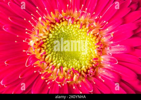 Close-up on a pink gerbera flower Stock Photo