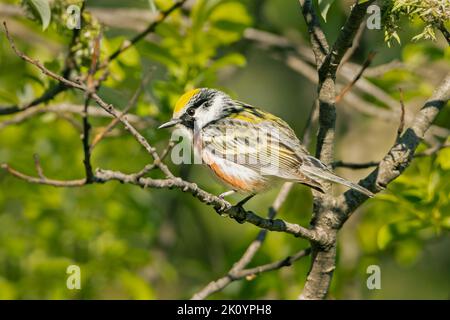 Small Chestnut-sided warbler perched on a tree on an early spring morning Stock Photo
