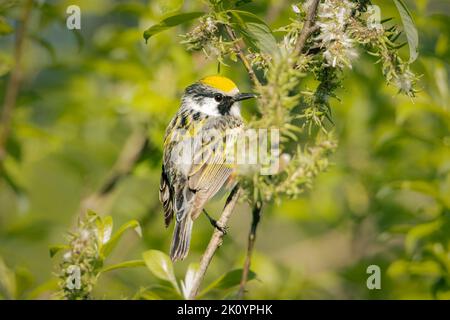 Small Chestnut-sided warbler perched on a tree on an early spring morning Stock Photo