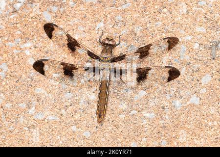 Female long-tailed skimmer dragonfly resting on my patio Stock Photo