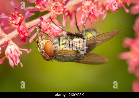 Green bottle fly hanging upside down on a blurred green background Stock Photo