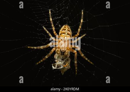 Cross orbweaver spider webbibg its prey on a dark background Stock Photo