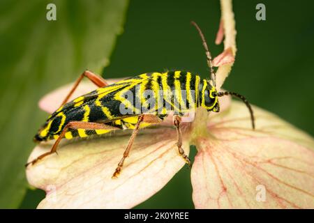 Locust Borer beetle resting on an hydrangea flower Stock Photo