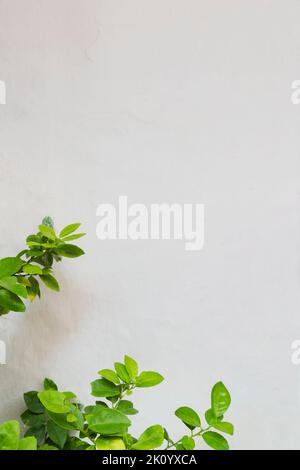 White wall background with green leaves frame. Creative frame with nature and space for text. Minimalistic and natural concept Stock Photo