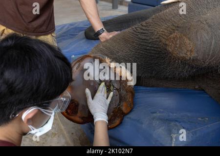 Lampang, Thailand. 12th Jan, 2022. Veterinary assistant treats foot wound on Mosha, an elephant with landmine injuries, at the Friends of the Asian Elephant hospital. The Friends of the Asian Elephant hospital, in northern Thailand, is the first elephant hospital in the world. Since 1993 it has treated elephants with ailments ranging from eye infections to landmine injuries. (Credit Image: © Ana Norman Bermudez/SOPA Images via ZUMA Press Wire) Stock Photo