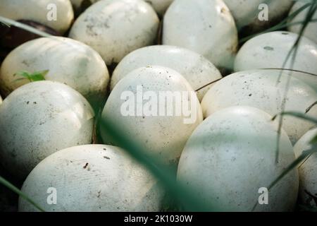 Ostrich egg on green grass top view  Stock Photo