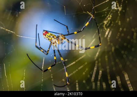 Female Joro spider (Trichonephila clavata) constructing her web in Lilburn, Georgia, just northeast of Atlanta. (USA) Stock Photo