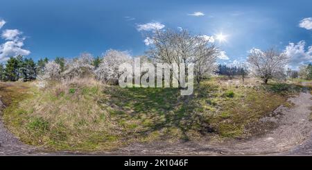 360 degree panoramic view of full seamless spherical hdri 360 panorama view in cherry blooming garden with sunny day in equirectangular projection, VR content,