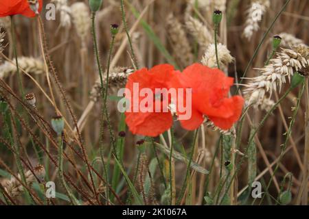 Red poppy's photo. Summer scene in Nature. Wildflowers close-up. Ripe wheat. Stamen and pistil. Industrial plant. Agricultural field. Organic plants. Stock Photo