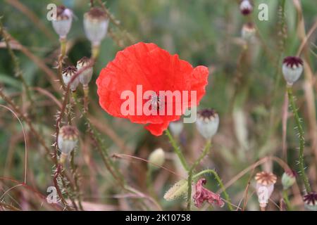 Red poppy's photo. Summer scene in Nature. Wildflowers close-up. Ripe wheat. Stamen and pistil. Industrial plant. Agricultural field. Organic plants. Stock Photo