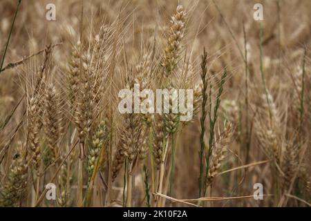 Ripe wheat ears. Close-up photo. Agricultural environment. Cultivated field. Macro shot of grain. Natural wealth. Food production. Farmland in Summer. Stock Photo