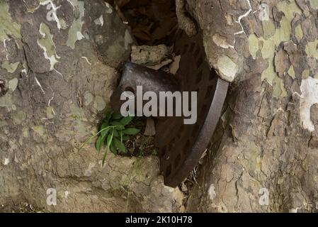 Old metal pulley enclosed in a plane tree at the Castille Var Provence wine estate. Stock Photo