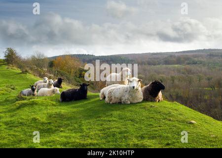 Sheep on the ramparts at Dolebury Warren hill fort in the Mendip Hills National Landscape, North Somerset, England. Stock Photo