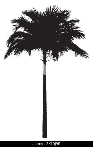 Detailed black silhouette of palm tree isolated on white. Stock Vector