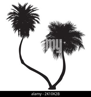 Detailed two palm trees black silhouettes illustration. Stock Vector