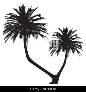 Detailed two palm trees black silhouettes illustration. Stock Vector