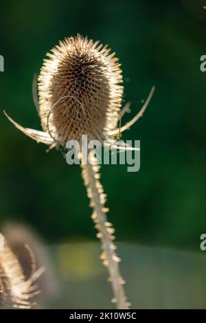 Glowing close-up backlit Teasel, Dipsacus, Stock Photo