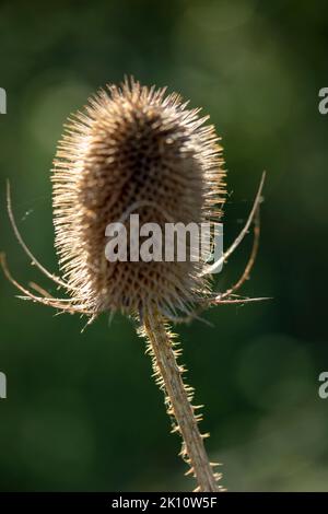 Glowing close-up backlit Teasel, Dipsacus, Stock Photo
