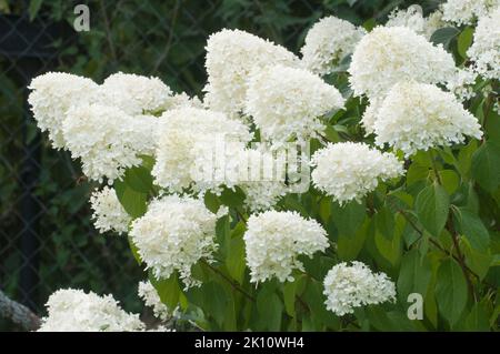 Hydrangea white flowers, close up photo with selective focus Stock Photo