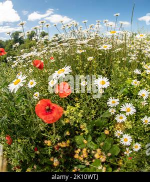 Sparkling Leucanthemum vulgare, ox-eye daisy, oxeye daisy, flowering tin the landscape Stock Photo