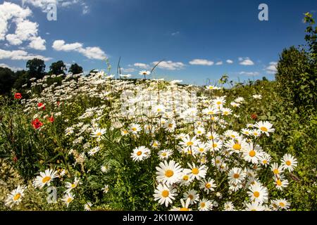 Sparkling Leucanthemum vulgare, ox-eye daisy, oxeye daisy, flowering tin the landscape Stock Photo