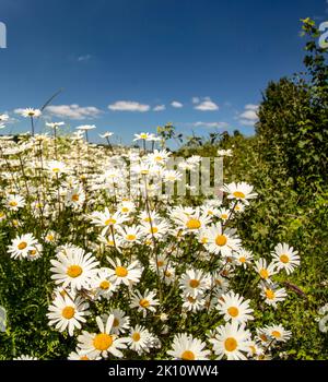 Sparkling Leucanthemum vulgare, ox-eye daisy, oxeye daisy, flowering tin the landscape Stock Photo