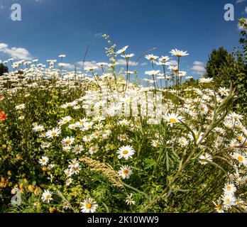 Sparkling Leucanthemum vulgare, ox-eye daisy, oxeye daisy, flowering tin the landscape Stock Photo