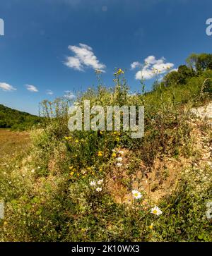 Sparkling Leucanthemum vulgare, ox-eye daisy, oxeye daisy, flowering tin the landscape Stock Photo