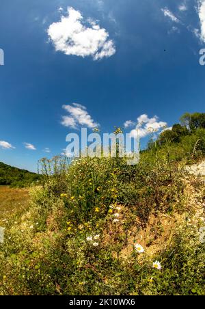 Sparkling Leucanthemum vulgare, ox-eye daisy, oxeye daisy, flowering tin the landscape Stock Photo