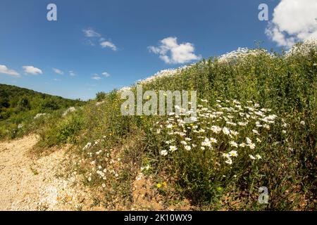 Sparkling Leucanthemum vulgare, ox-eye daisy, oxeye daisy, flowering tin the landscape Stock Photo