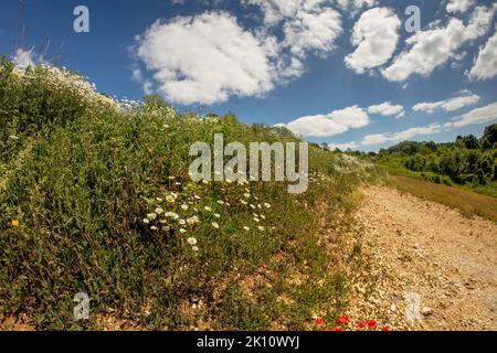 Sparkling Leucanthemum vulgare, ox-eye daisy, oxeye daisy, flowering tin the landscape Stock Photo