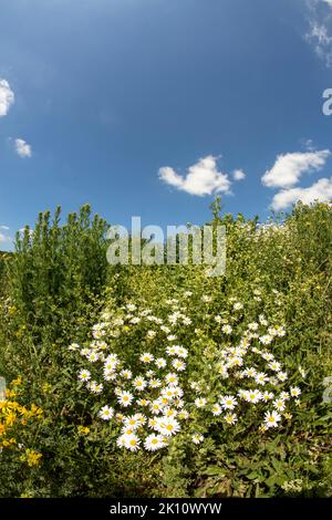 Sparkling Leucanthemum vulgare, ox-eye daisy, oxeye daisy, flowering tin the landscape Stock Photo