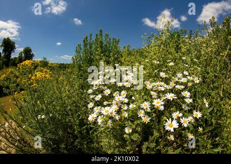 Sparkling Leucanthemum vulgare, ox-eye daisy, oxeye daisy, flowering tin the landscape Stock Photo