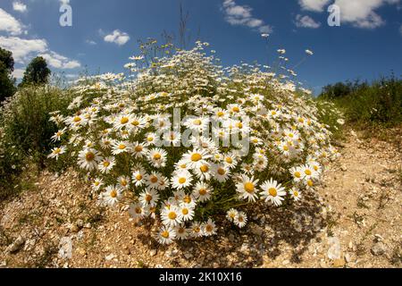 Sparkling Leucanthemum vulgare, ox-eye daisy, oxeye daisy, flowering tin the landscape Stock Photo